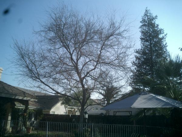 tree