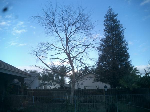 tree