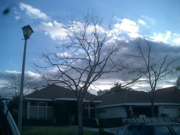 tree