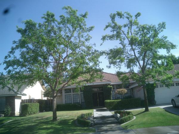 tree