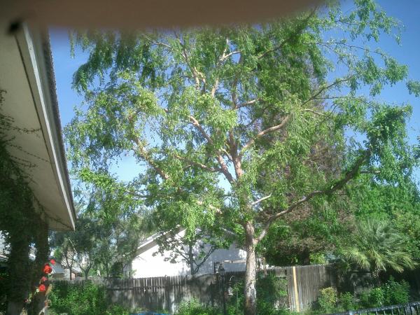 tree