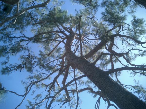 tree