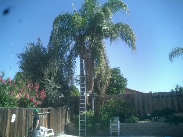 tree