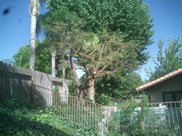 tree