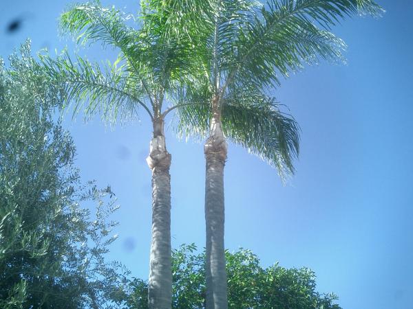 tree