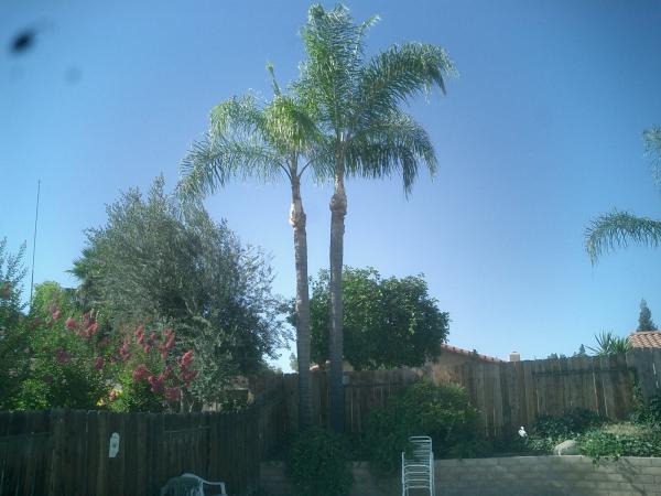 tree
