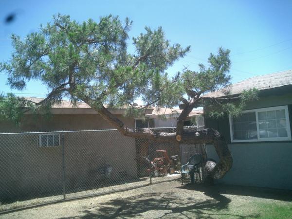 tree
