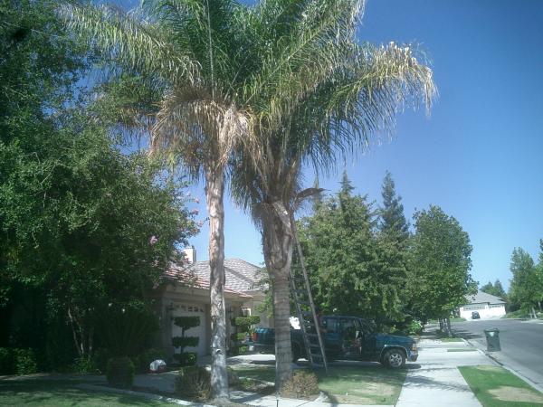 tree