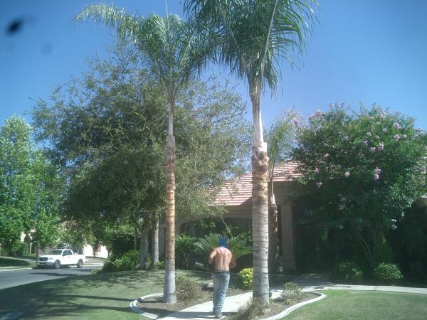 tree