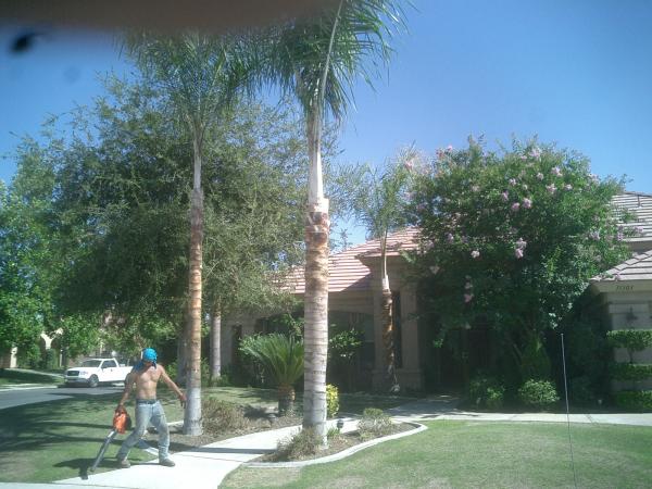 tree
