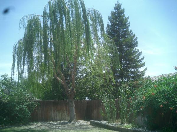 tree