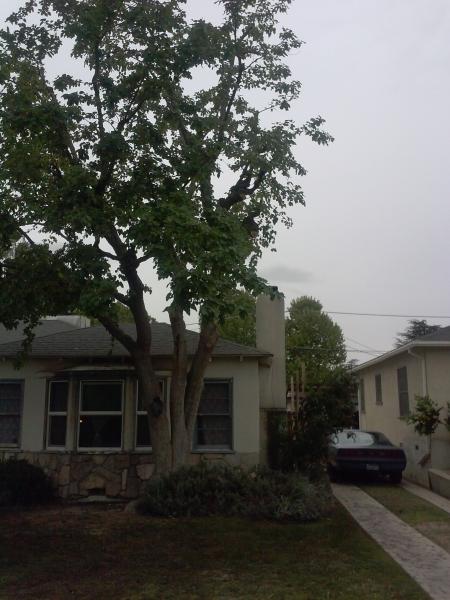 tree