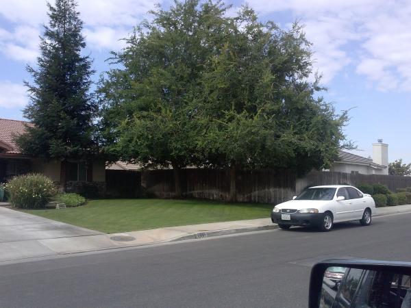 tree