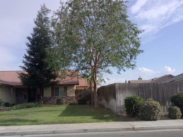 tree