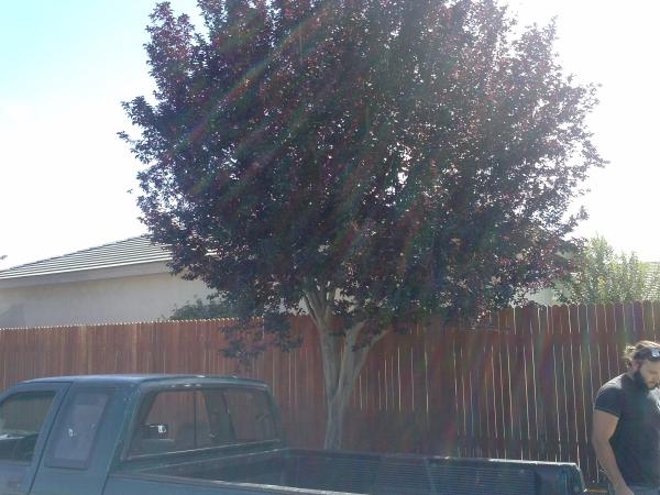 tree