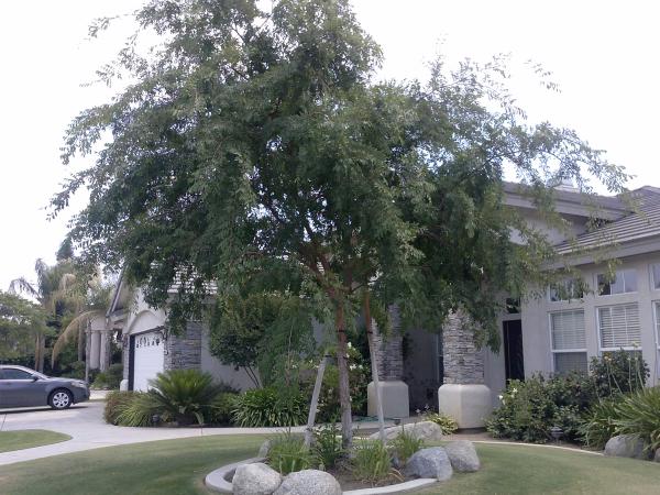 tree