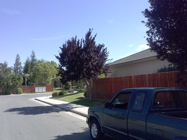tree