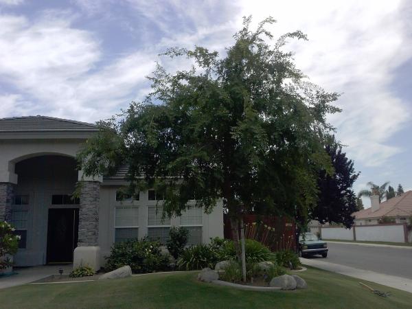 tree