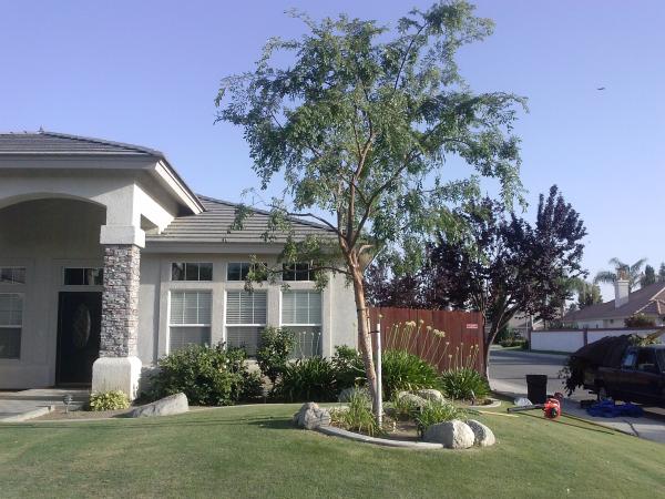 tree