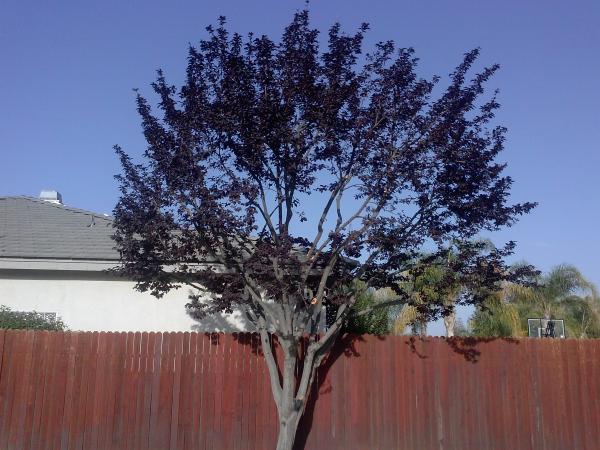tree