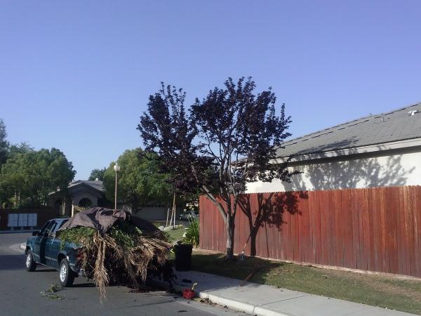 tree