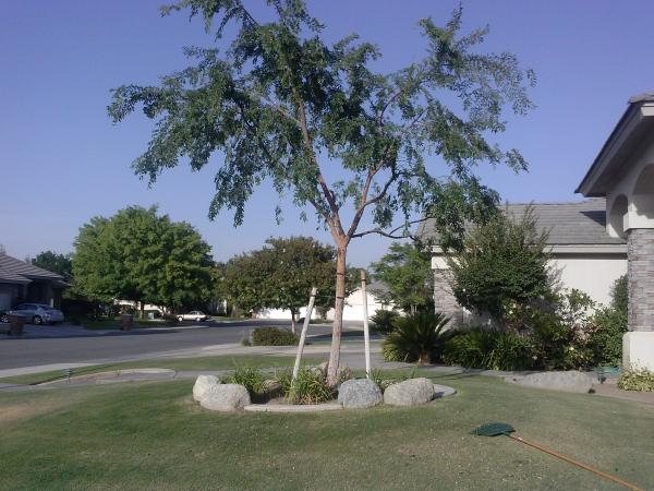 tree