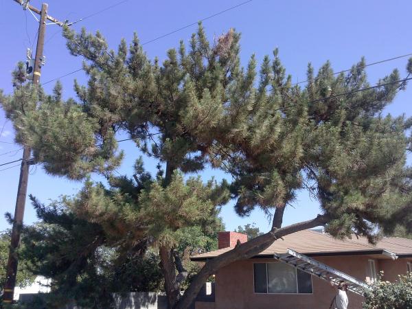 tree