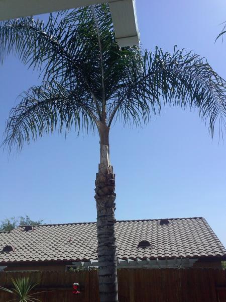 tree