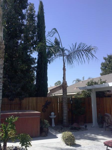 tree