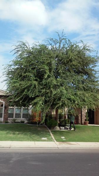 tree
