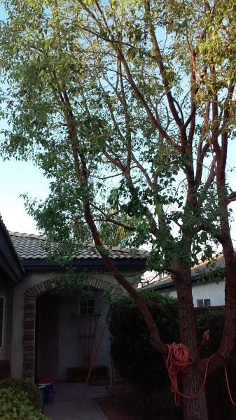 tree