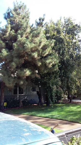 tree