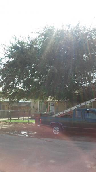 tree