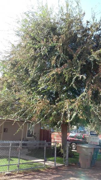 tree