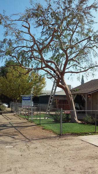 tree