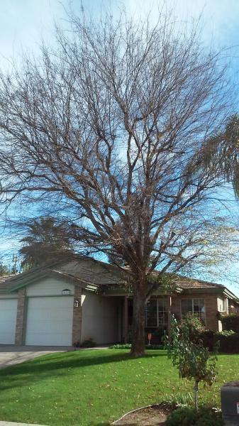 tree