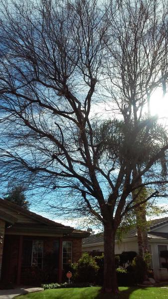 tree