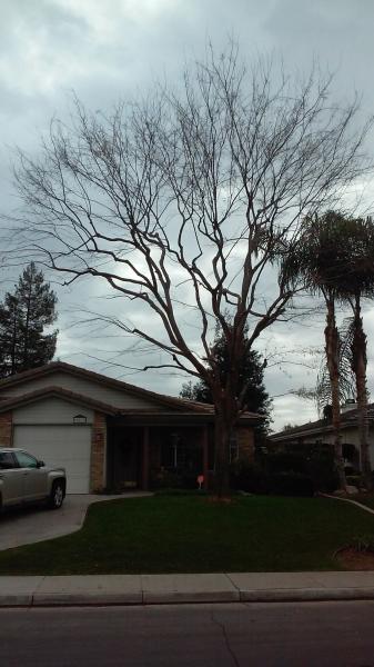 tree