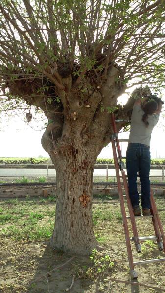 tree