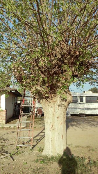 tree