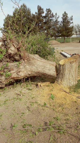 tree