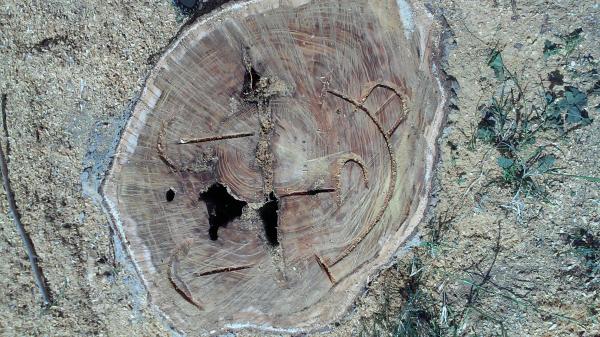 tree