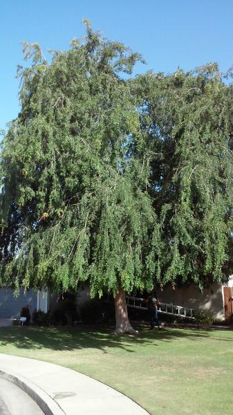 tree