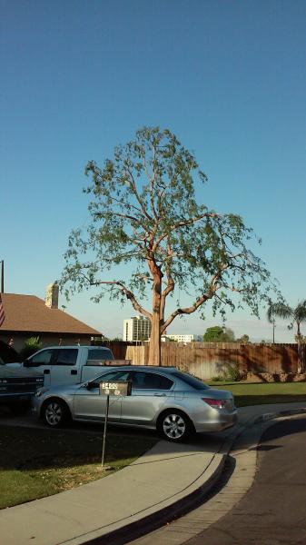 tree