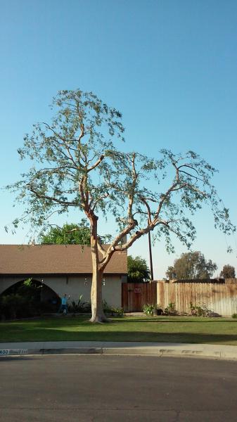 tree