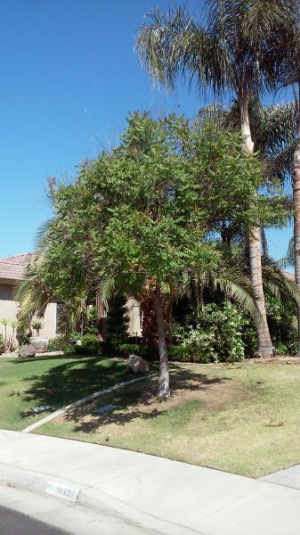 tree