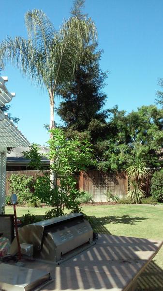 tree