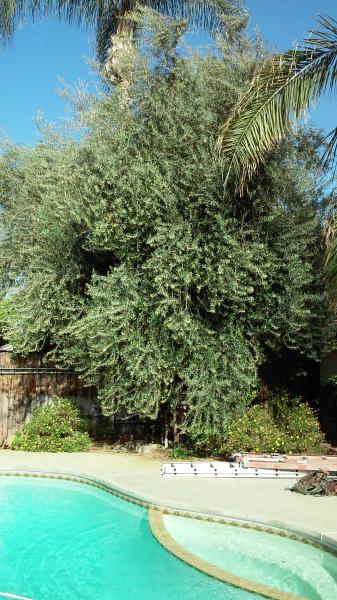 tree