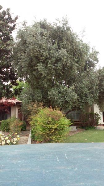 tree