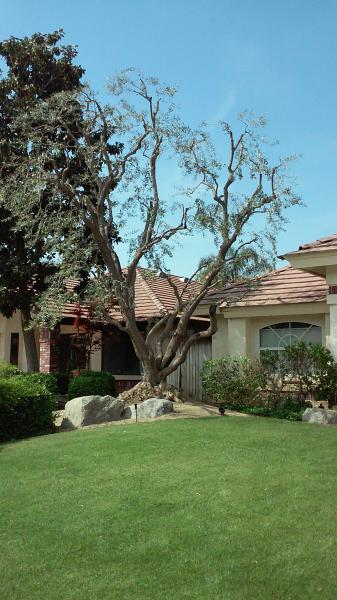 tree